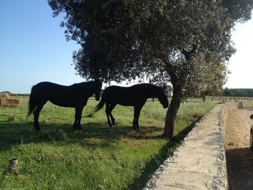 Masseria Autigne Otranto Exterior photo
